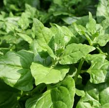 Espinafres / Spinach