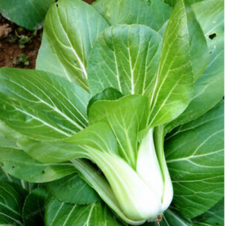 Couve chinesa / pak choi