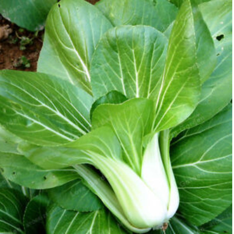 Couve chinesa / pak choi