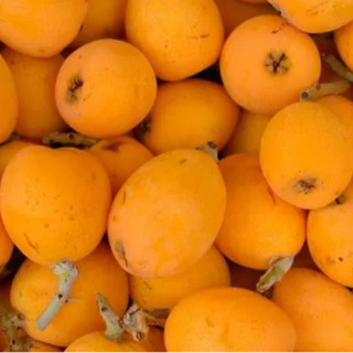 Néspera / medlar