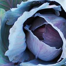 Couve roxa / Purple cabbage