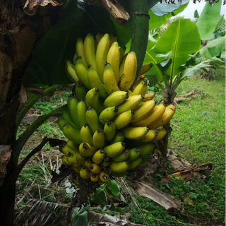 Banana Madeira / Banana ( Madeira)