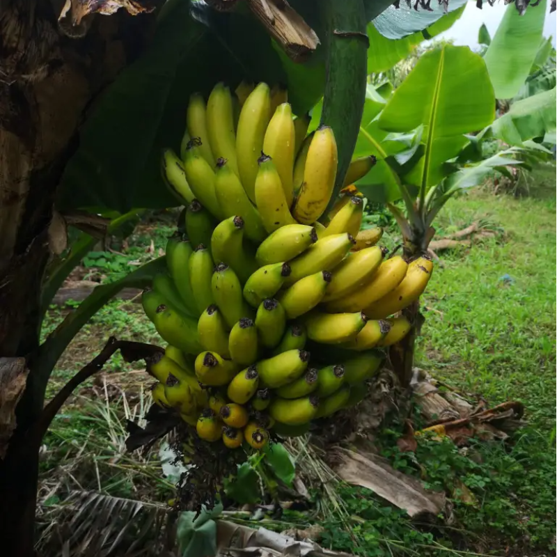 Banana Madeira / Banana ( Madeira)