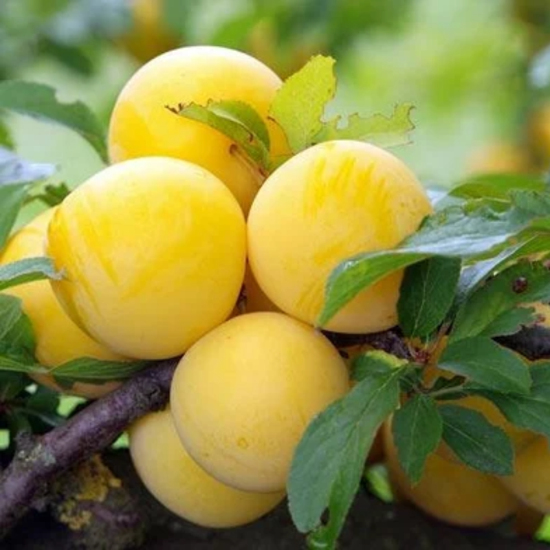Ameixa branca  / white plum 