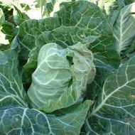 Couve Portuguesa / Portuguese cabbage