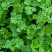 Coentros / Coriander