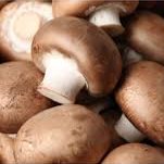 Cogumelos marron / marron mushrooms 