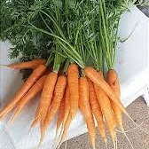 Cenoura com rama / carrot with branch