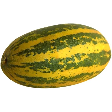 Yellow Cucumber