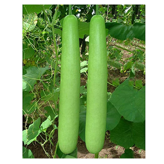 Bottle Gourd