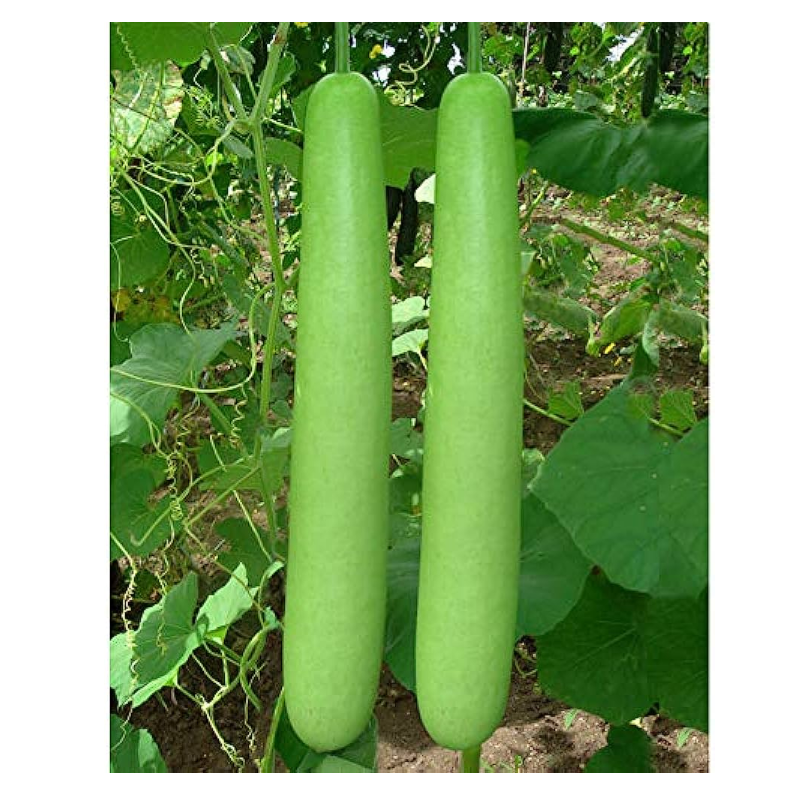 Bottle Gourd Main Image