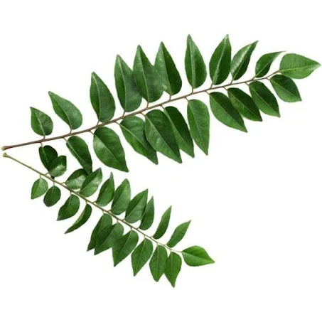 Curry Leaves