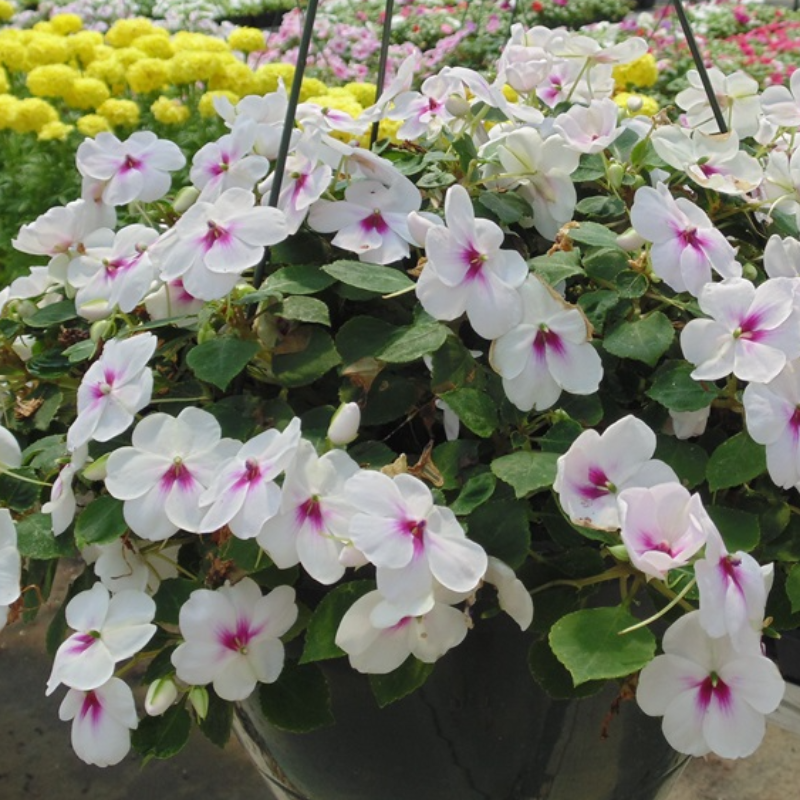 White/Blush New Guinea Impatiens Main Image