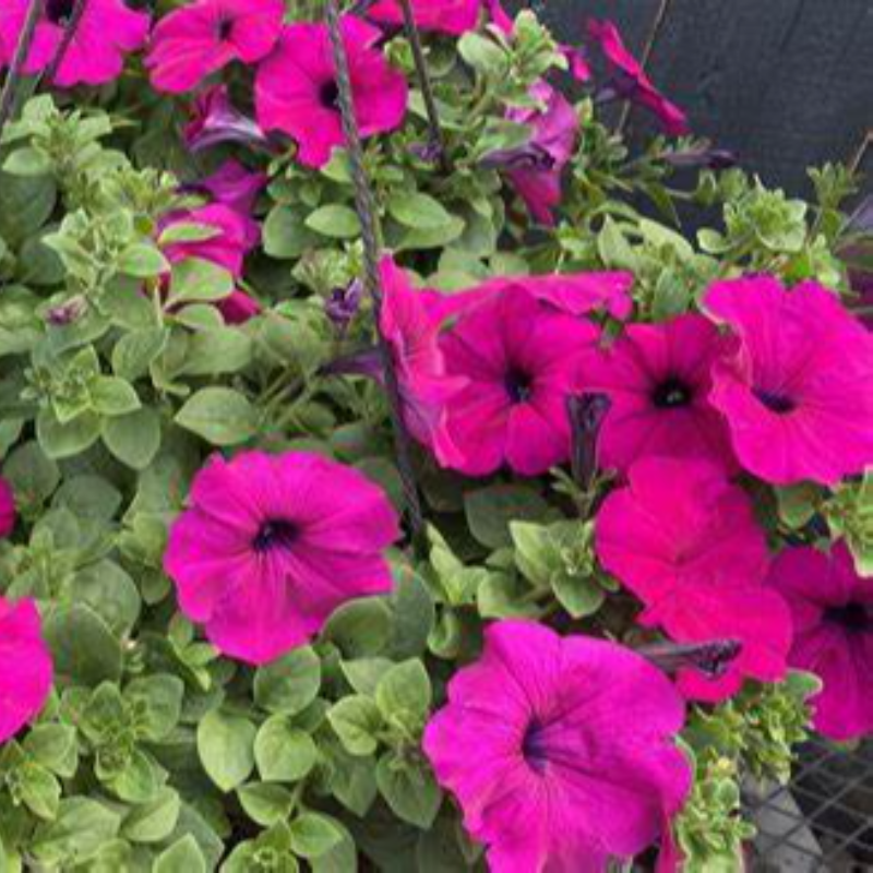 Purple Petunia Main Image