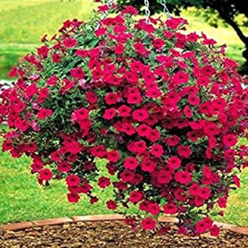 Red Petunia Main Image