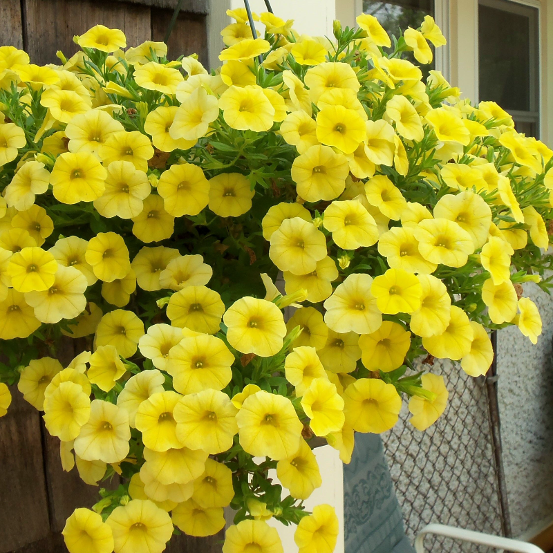 Yellow Petunia Main Image