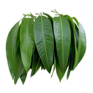 Mango Leaves