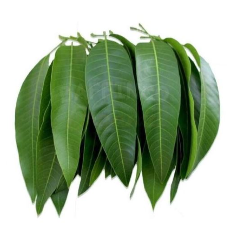 Mango Leaves Main Image