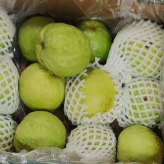 Indian Guava fruit/Jamakaya/Koyya palam