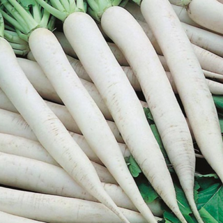  Extra large Mooli/Radish 