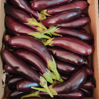 Long Pink brinjal 