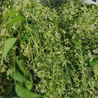 Neem flowers