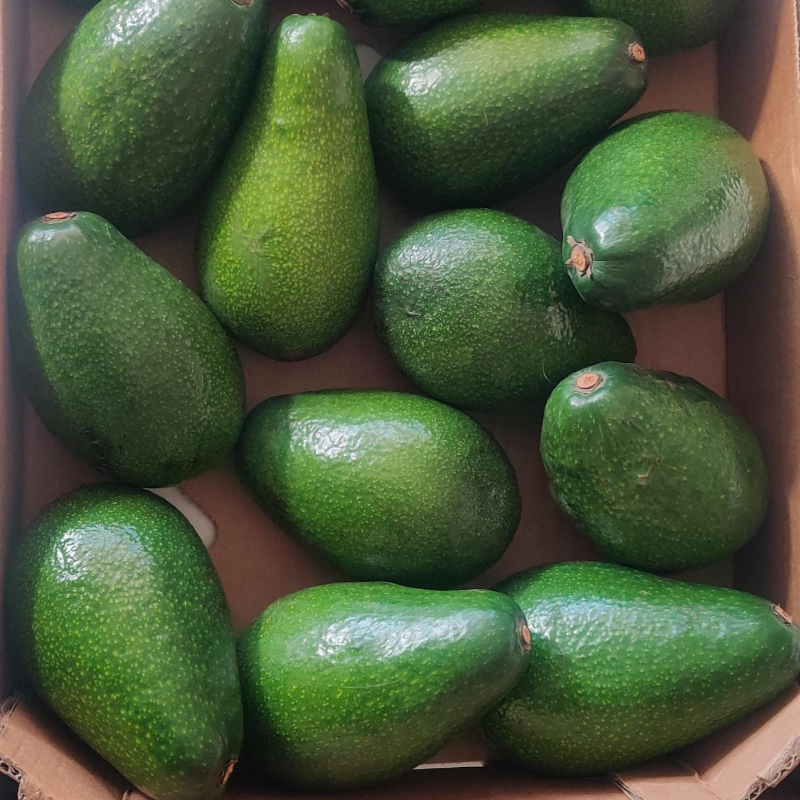 Large Avocado