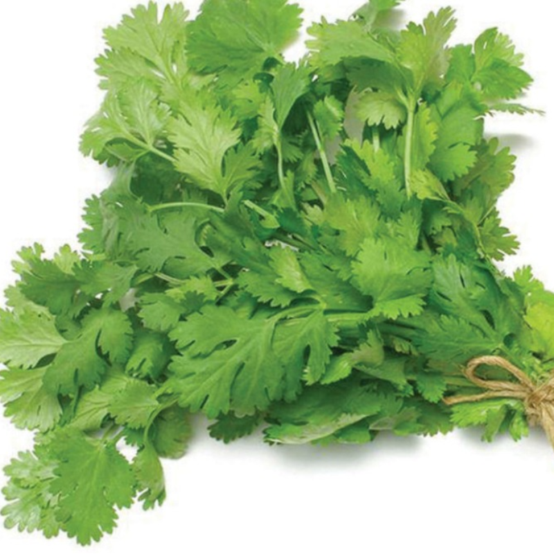 Coriander Main Image