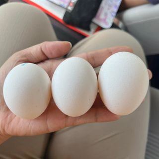 Eggs (sold per tray)