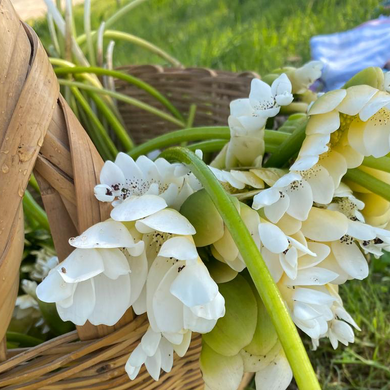 Waterblommetjies (500gr) Main Image