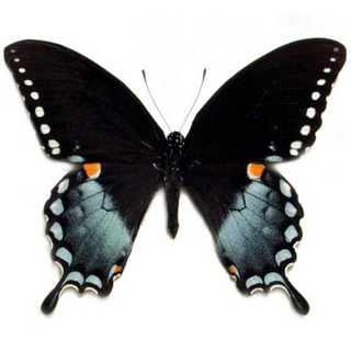 Papilio troilus