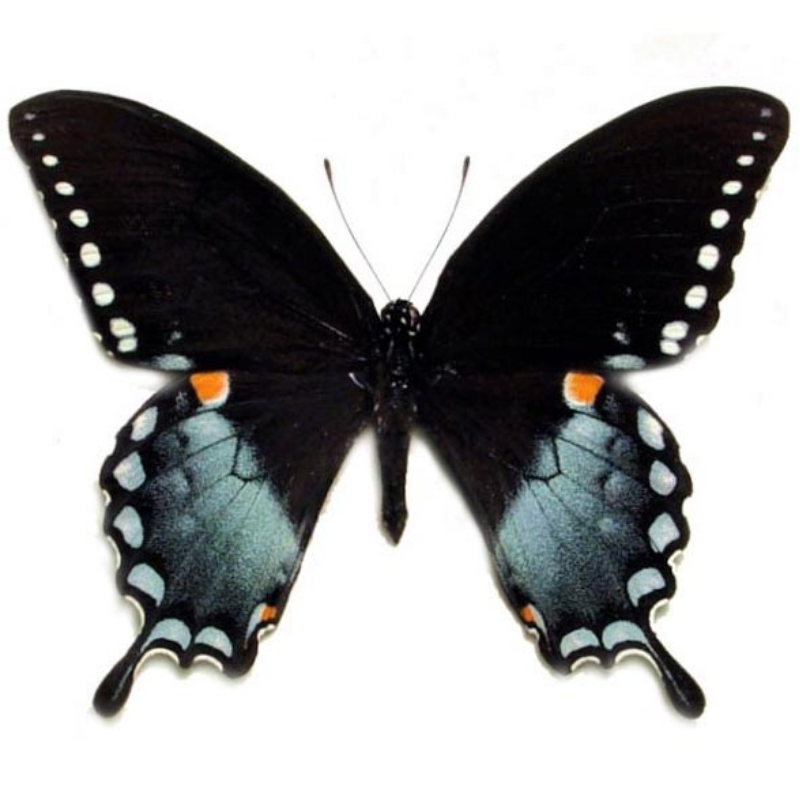 Papilio troilus Main Image