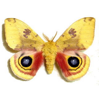 Automeris io Male Moth