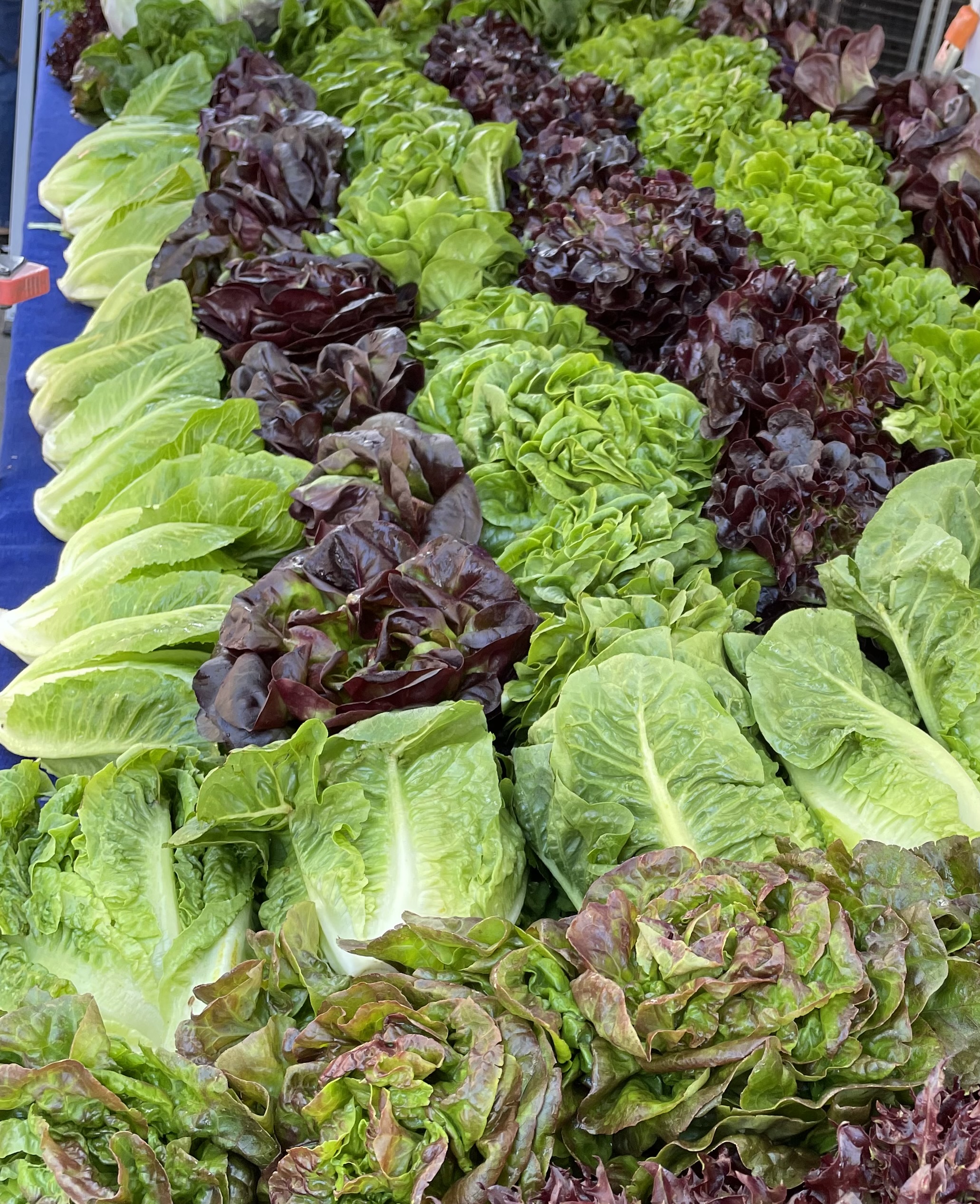 Lettuces variety pack Main Image