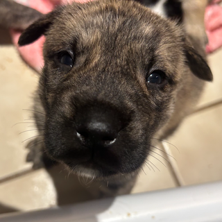 Puppy Yoga Session 2