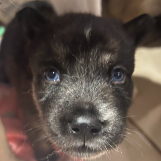 Puppy Yoga Session 1