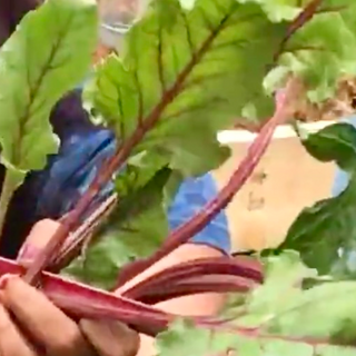 Bunch of Beetroot leaves