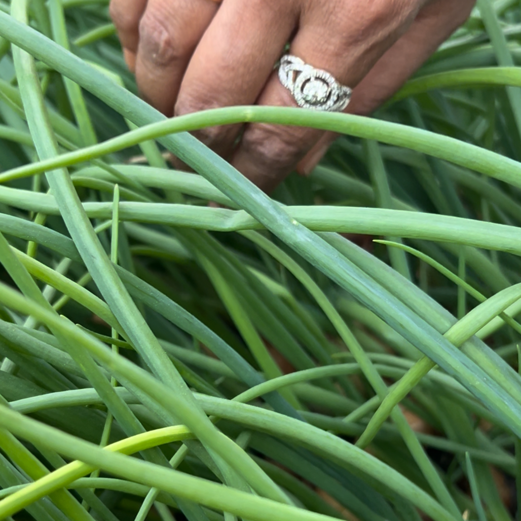 Bunch of Green/Spring Onions