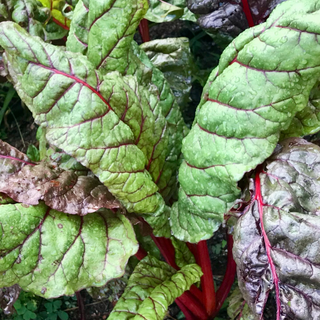 Bunch of Swiss Chard