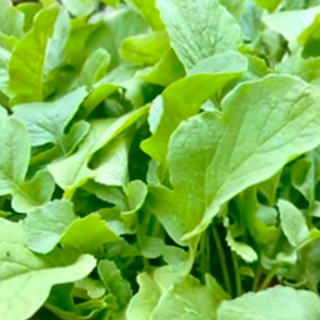 Bunch of Radish leaves