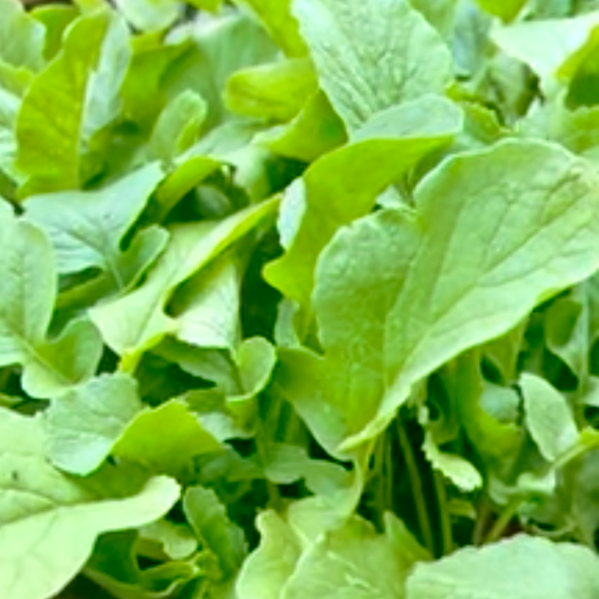 Bunch of Radish leaves