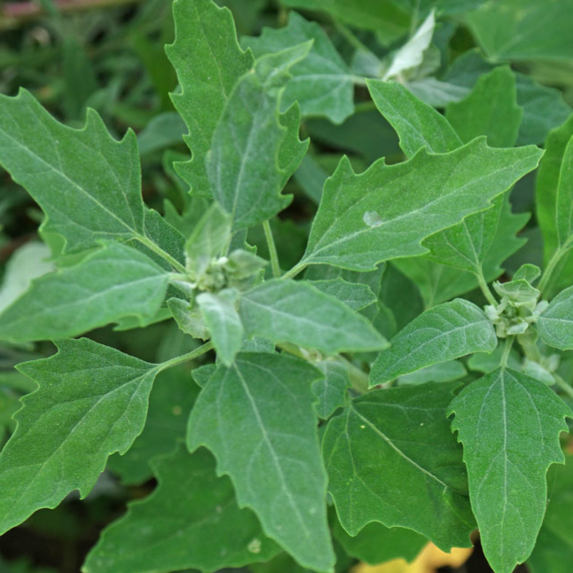 Bunch of Bathua/Pappukura/Chakwat