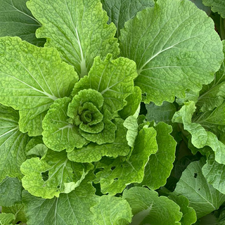 Cabbage Chinese