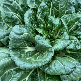 Baby Bok Choi