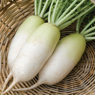 Radish - Daikon 