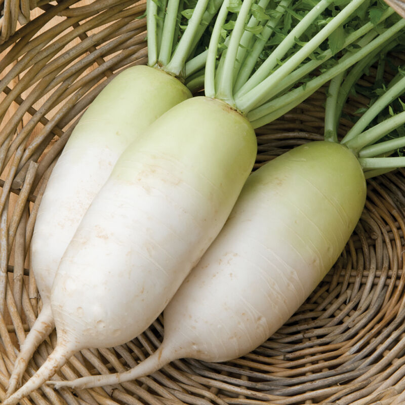 Radish - Daikon  Main Image