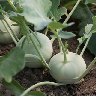 Kohlrabi