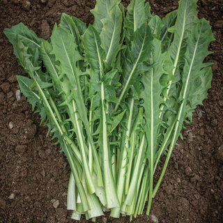 Dandelions (50 grams)