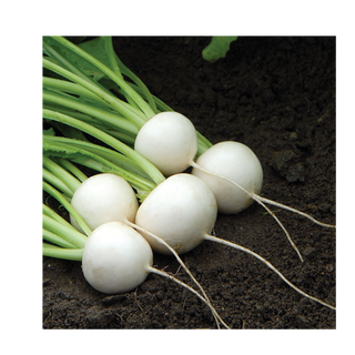 Turnips