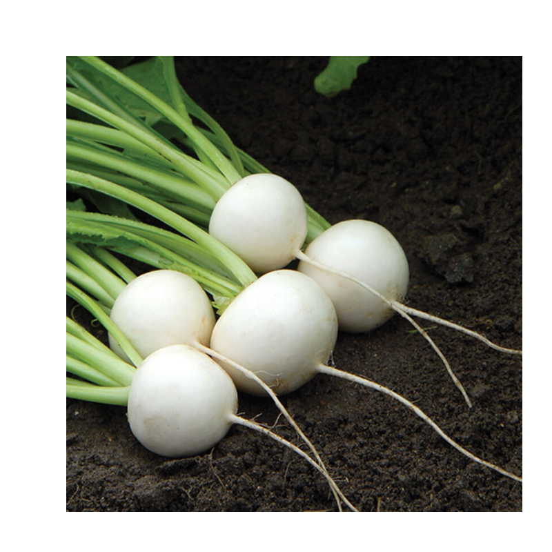 Turnips Main Image